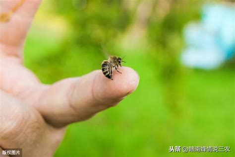 蜜蜂入屋预兆|蜜蜂进家里有什么预兆？